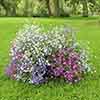 Lobelia Trail Away (Trailing) 