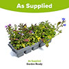 Lobelia Trail Away Lobelia Trail Away