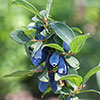 Lonicera kams. Balalaika (Honeyberry) Lonicera kams. Balalaika (Honeyberry)