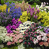 Hardy Perennial Plant Lucky Dip Hardy Perennial Plant Lucky Dip