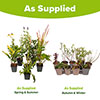 Hardy Perennial Plant Lucky Dip Hardy Perennial Plant Lucky Dip