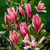 Magnolia Collection Magnolia Collection