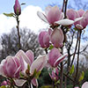 Magnolia soulangeana Magnolia soulangeana