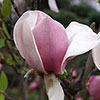Magnolia soulangeana Magnolia soulangeana