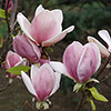 Magnolia soulangeana Magnolia soulangeana