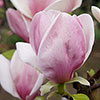 Magnolia soulangeana Magnolia soulangeana