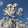 Magnolia Stellata Magnolia Stellata