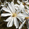 Magnolia Stellata Magnolia Stellata