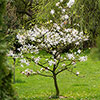 Magnolia Stellata Magnolia Stellata