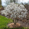 Magnolia Stellata Magnolia Stellata