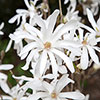 Magnolia Stellata Magnolia Stellata