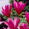 Magnolia Susan Magnolia Susan