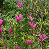 Magnolia Susan Magnolia Susan