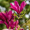 Magnolia Susan Magnolia Susan