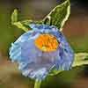 Meconopsis betonicifolia 