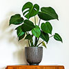 Swiss Cheese Plant Monstera Swiss Cheese Plant Monstera