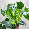 Swiss Cheese Plant Monstera Swiss Cheese Plant Monstera