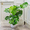 Swiss Cheese Plant Monstera Swiss Cheese Plant Monstera
