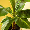 Banana Plant Musa acuminata Banana Plant Musa acuminata