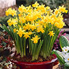 Dwarf Daffodil Tête-à-Tête Dwarf Daffodil Tête-à-Tête