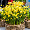 Dwarf Daffodil Tête-à-Tête Dwarf Daffodil Tête-à-Tête