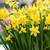 Dwarf Daffodil Tête-à-Tête Dwarf Daffodil Tête-à-Tête