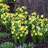 Dwarf Daffodil Tête-à-Tête Dwarf Daffodil Tête-à-Tête