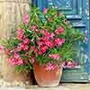 Oleander Shades of Pink Bush Oleander Shades of Pink Bush