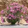 Oleander Shades of Pink Bush Oleander Shades of Pink Bush