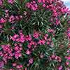Oleander Shades of Pink Bush Oleander Shades of Pink Bush