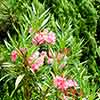 Oleander Shades of Pink Bush Oleander Shades of Pink Bush