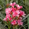 Oleander Shades of Pink Bush Oleander Shades of Pink Bush
