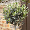 Standard Olive Tree