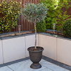 Standard Olive Tree