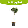 Standard Olive Tree