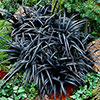 Ophiopogon Black Dragon Grass
