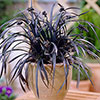 Ophiopogon Black Dragon Grass