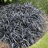 Ophiopogon Black Dragon Grass