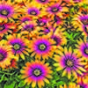 Osteospermum  Purple Sun 