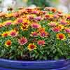 Osteospermum  Purple Sun 