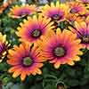 Osteospermum  Purple Sun 