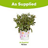 African Daisy Osteospermum Purple Sun
