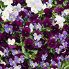Pansy Cool Wave Berries & Cream Pansy Cool Wave Berries & Cream