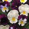 Pansy Cool Wave Berries & Cream Pansy Cool Wave Berries & Cream