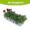 Pansy Matrix Britannia Mix