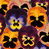 Pansy Matrix Mixed 