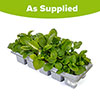 Pansy Matrix Mix Pansy Matrix Mix