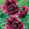Papaver or. Pattys Plum Papaver or. Pattys Plum