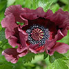 Papaver or. Pattys Plum Papaver or. Pattys Plum