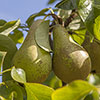 Patio Pear Conference Tree Patio Pear Conference Tree